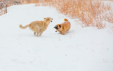 dog play and running outdoor in snow, winter season.