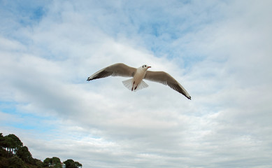 Seabird hovering in the sky.