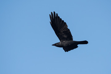 Western Jackdaw, Corvus monedula