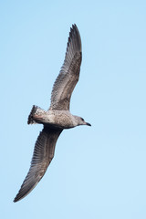 Obraz premium Herring Gull, Sea Gull