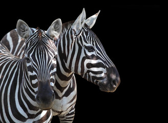 Fototapeta na wymiar The Plains Zebra, Equus quagga is big mammal from Africa. Animals on black background. Wildlife and safari thematic picture with space for your text.