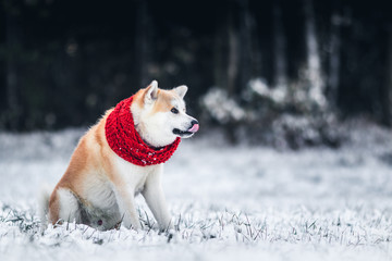Akita Inu winter portrait