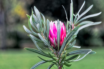 Kalkstein Zuckerbusch - Protea obtusifolia - Südafrika
