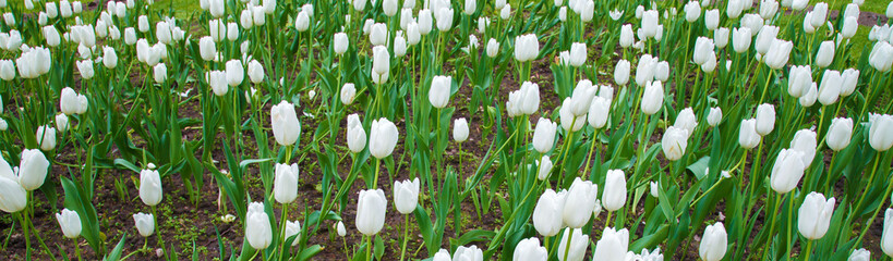 Panorama of White tulips in garden close. Summer decorative flower. Natural plantation floral. Purity and freshness of the petals.