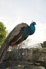 Male peacock standing proud with on a wall with blue sky background  Peafowl, peahen