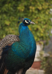 Fototapeta premium Male peacock standing proud in front of green ivy background Peafowl, peahen