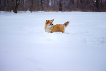 corgi fluffy puppy portrait