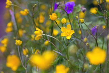 background of yellow flowers