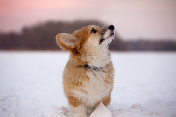 corgi fluffy puppy portrait