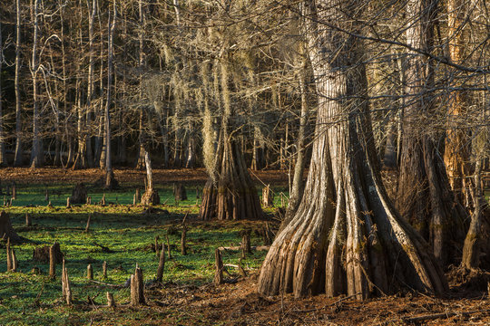 Swamp With Bald-cypresses At The Sam Houston Jones State Park, L