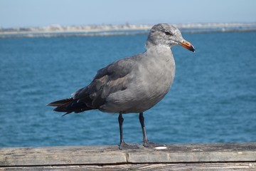 Grey Sea Bird