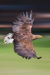 Flying white-tailed eagle (Haliaeetus albicilla) with green back