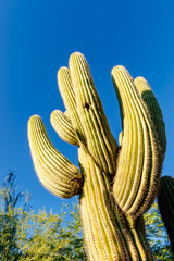 Cactus - Desert Botanical Garden