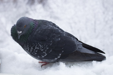 Черный голубь сидит на окне