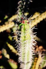 Cactus - Desert Botanical Garden
