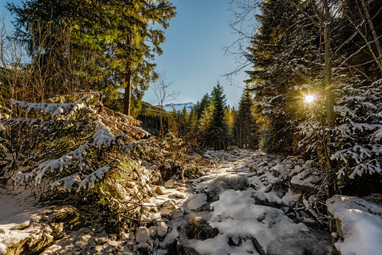 Fototapeta Winter forest in the mountains