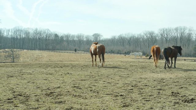 Horses grazing in pasture in winter time
