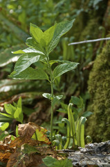 Curled leafs growing on the forest floor next to small green plant, ferns