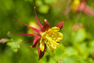 Columbine flower