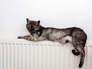 cat relaxing on a warm radiator