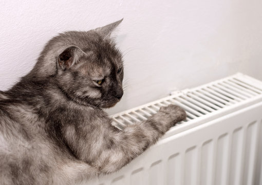 Cat Relaxing On A Warm Radiator