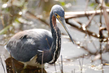 Orlando Wetlands Park