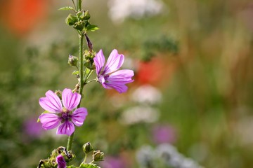 Sommerwiese, Feldblume, Blumenwiese
