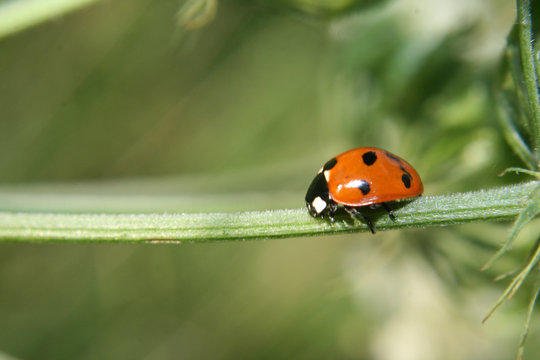 Marienkäfer 