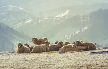 Flock of sheep resting in the warm morning sunlight on a snowy meadow during winter, up in the Carpathians mountains, Romania.