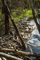 Beaver dam Near Cottonwood Pass Road
