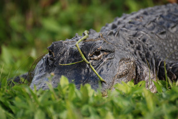 Orlando Wetlands Park