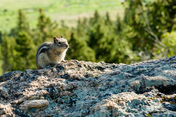 Chipmunk in Rocky Mountains National Park, Colorado