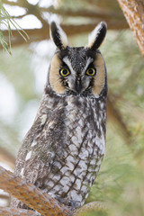 Long Eared Owl