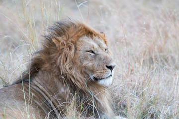 Naklejka na ściany i meble Lion - Masai Mara - Kenya