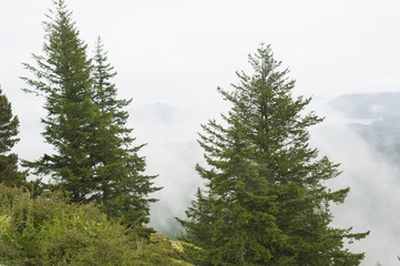 Foggy Trees