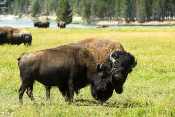 Bison Buffalo, at Yellowstone national Park, Wyoming