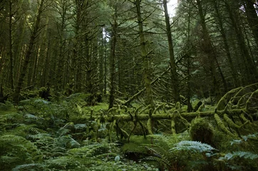 Foto auf Glas Moss covered forest with fallen trees and lots of ferns on forest floor © naturalearth2