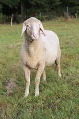 Obraz premium Hausschaf (Ovis gmelini aries) auf der Weide