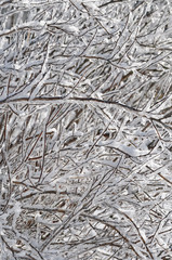 Background pattern of layered iced branches/Background pattern of layered bare branches covered in ice with snow