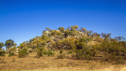 Fototapeta na wymiar Boulder in Kruger National park, South Africa