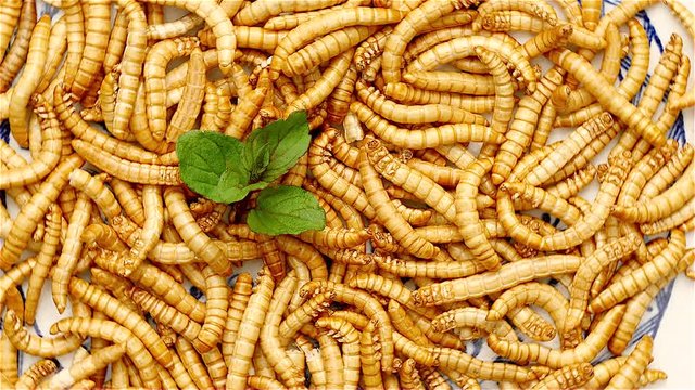 Loop of healthy mealworms rotating on a dish. Mealworms are healthy and tasty. Used in asian kitchens and by enthusiasts in the western world.

