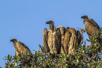Cape vulture in Kruger National park, South Africa