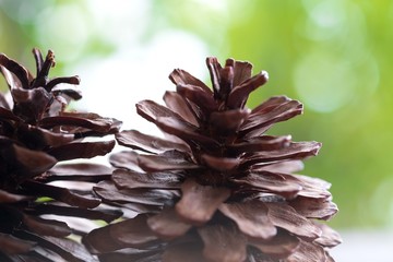 Closeup of pine cone on a wooden table natural background