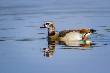 Egyptian Goose in Kruger National park, South Africa