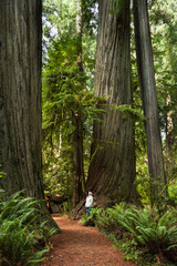 Woman looks up to giant tree at Jedediah Smith Redwoods State Pa