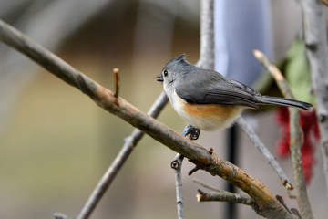 tufted titmouse sitting on a branch