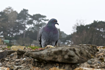 Grey Pidgeon/ Pidgin sat on a wall with trees in the background.