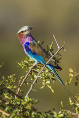 Lilac-breasted roller in Kruger National park, South Africa