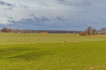 rehe