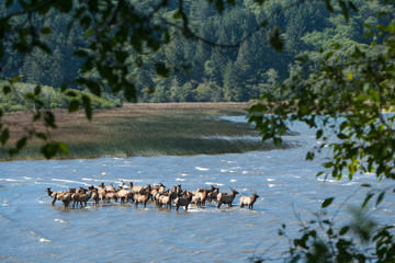 Elk in the Stone Lagoon at Humboldt Lagoon State Park, Californi © Laurens
